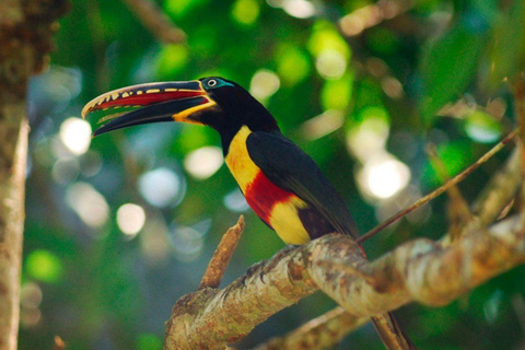 Manu: 7-Day Amazon Wildlife Tour with Jungle Lodges