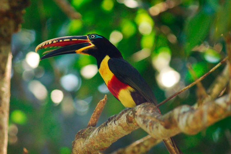 Manu: 7-Day Amazon Wildlife Tour with Jungle Lodges