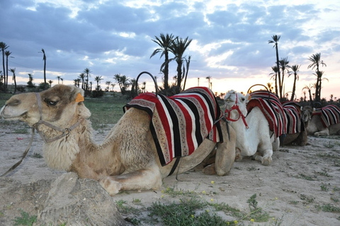 Marrakesz: Oaza Palmeraie – jazda wielbłądem i zachód słońca