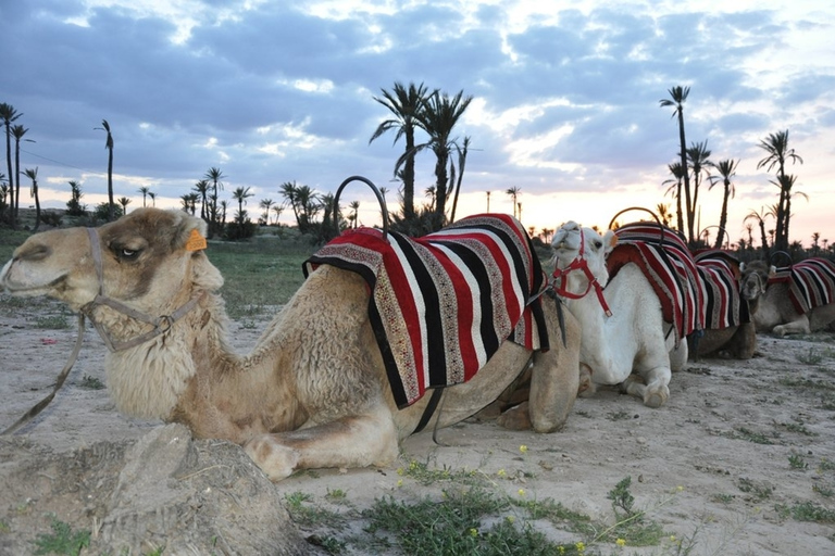 Marrakesz: Oaza Palmeraie – jazda wielbłądem i zachód słońca