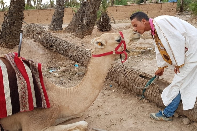 Marrakesz: Oaza Palmeraie – jazda wielbłądem i zachód słońca