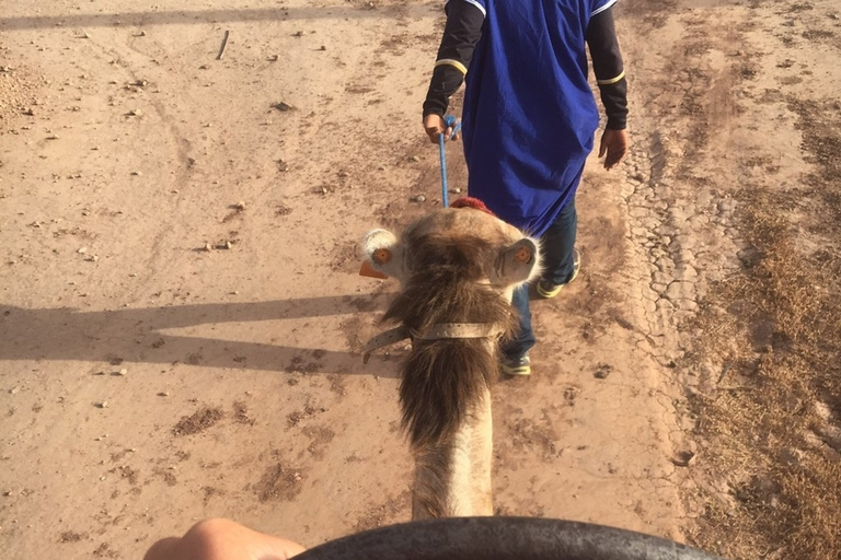 Marrakech Palmeraie: Sunset Camel Ride