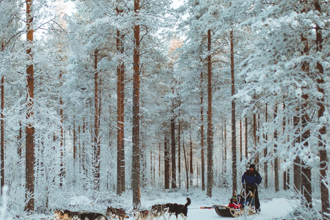 Rovaniemi : Balade en traîneau à huskies au début de l&#039;hiver