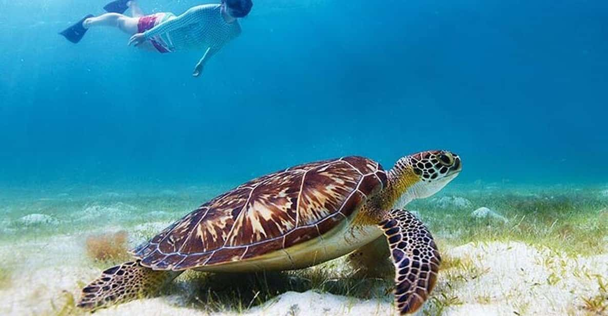 Snorkel With Turtles - Green Cay, Nassau Bahamas | GetYourGuide