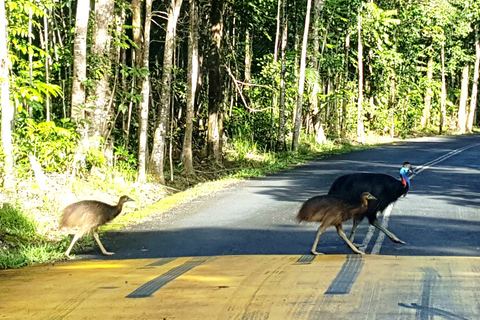 Cairns: Cape Tribulation, plaże, krokodyle i jednodniowa wycieczka po pływaniuCairns: Cape Tribulation, plaże, krokodyle i całodniowa wycieczka po pływaniu