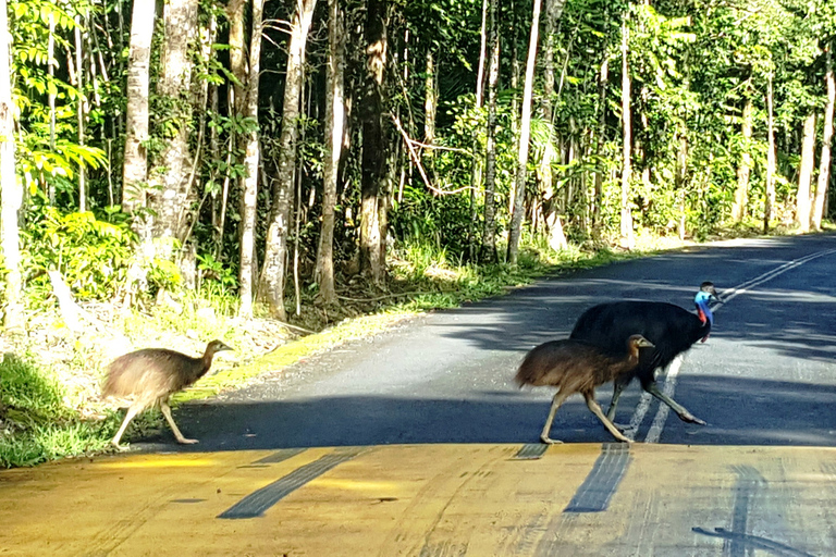 Cairns: Cape Tribulation, plaże, krokodyle i jednodniowa wycieczka po pływaniuCairns: Cape Tribulation, plaże, krokodyle i całodniowa wycieczka po pływaniu