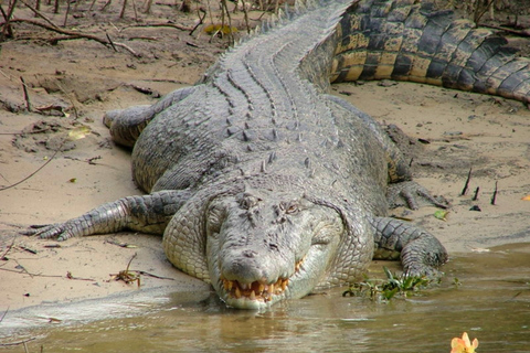 Cairns: Excursión de un día a Cape Tribulation, playas, cocodrilos y natación