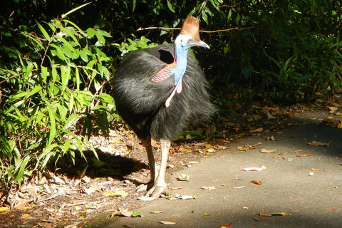 Cairns: tour di un giorno a Cape Tribulation, spiagge, coccodrilli e nuoto