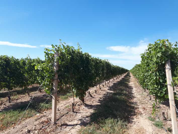 Tierras de Armenia Wine Tour | GetYourGuide