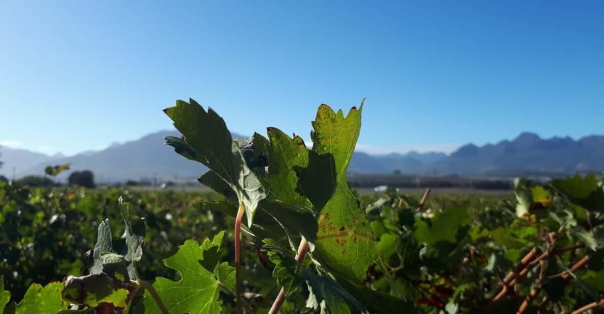 Franschhoek & Stellenbosch: Full-Day Wine Tour