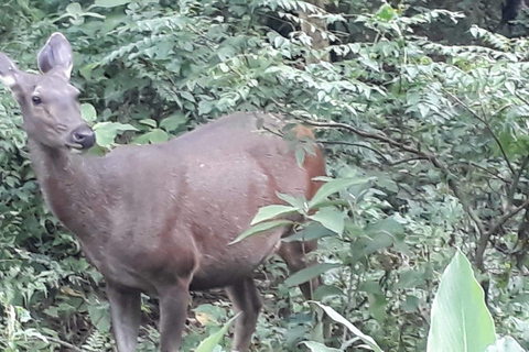 3 Noches 4 Días Parque Nacional de Chitwan con Estancia Nocturna en la Torre