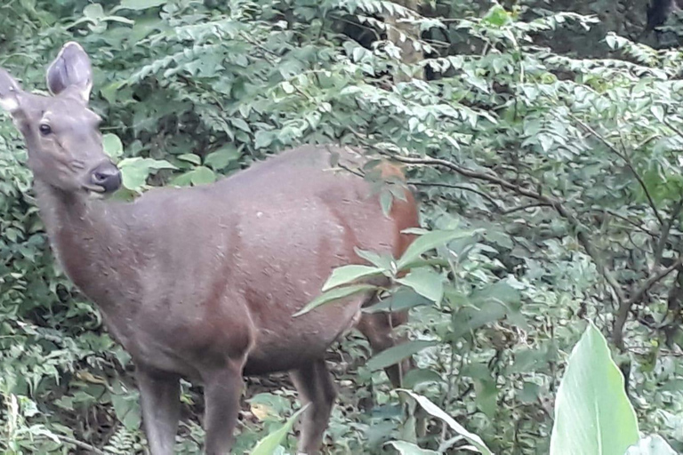 4 giorni con soggiorno di una notte nel Parco Nazionale di Chitwan