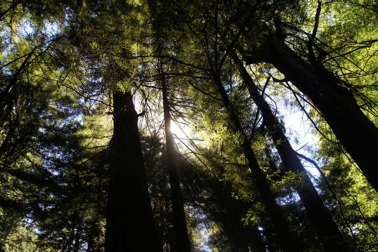 San Francisco: Guidad tur till kusten med Redwoods och vinland