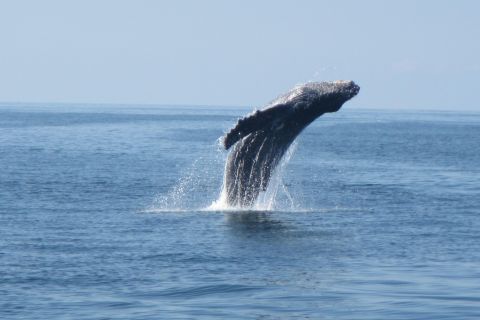 Puerto Escondido : Observation des dauphins et des baleines au lever du soleil