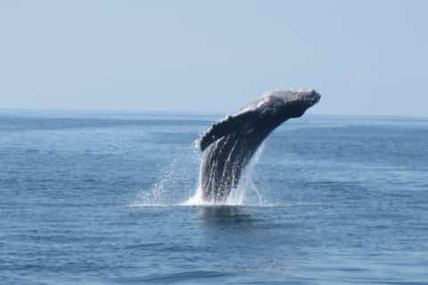 Puerto Escondido: Sunrise Dolphin and Whale Watching