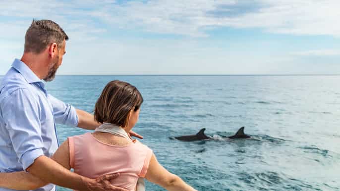 adelaide wild dolphin safari