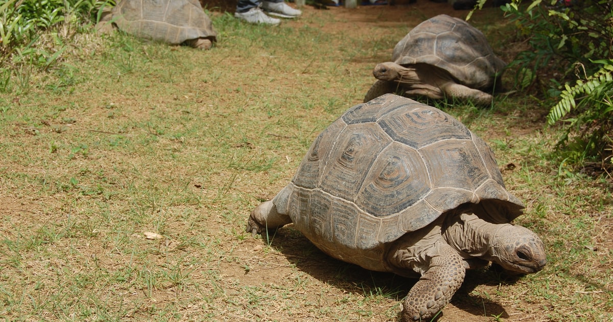 Rodrigues: Grande Montagne Nature Reserve Guided Ecotour