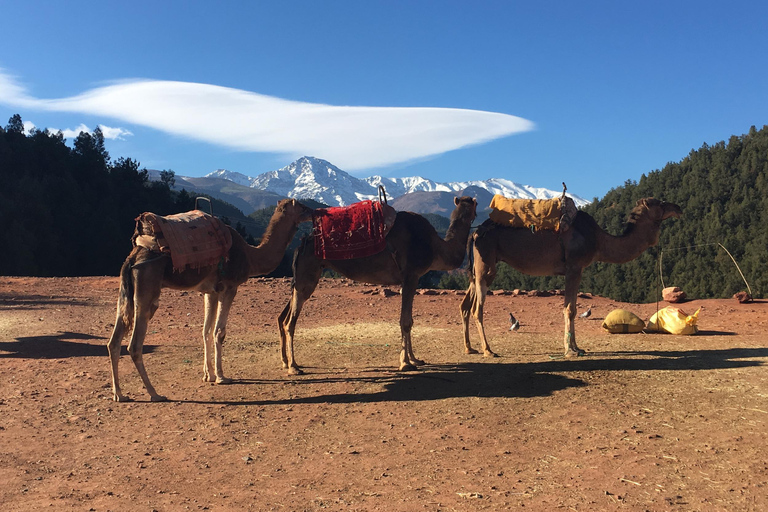 Marrakech: Excursão de Meio Dia a Cordilheira do AtlasDe Marrakech: Excursão de Meio Dia a Cordilheira do Atlas