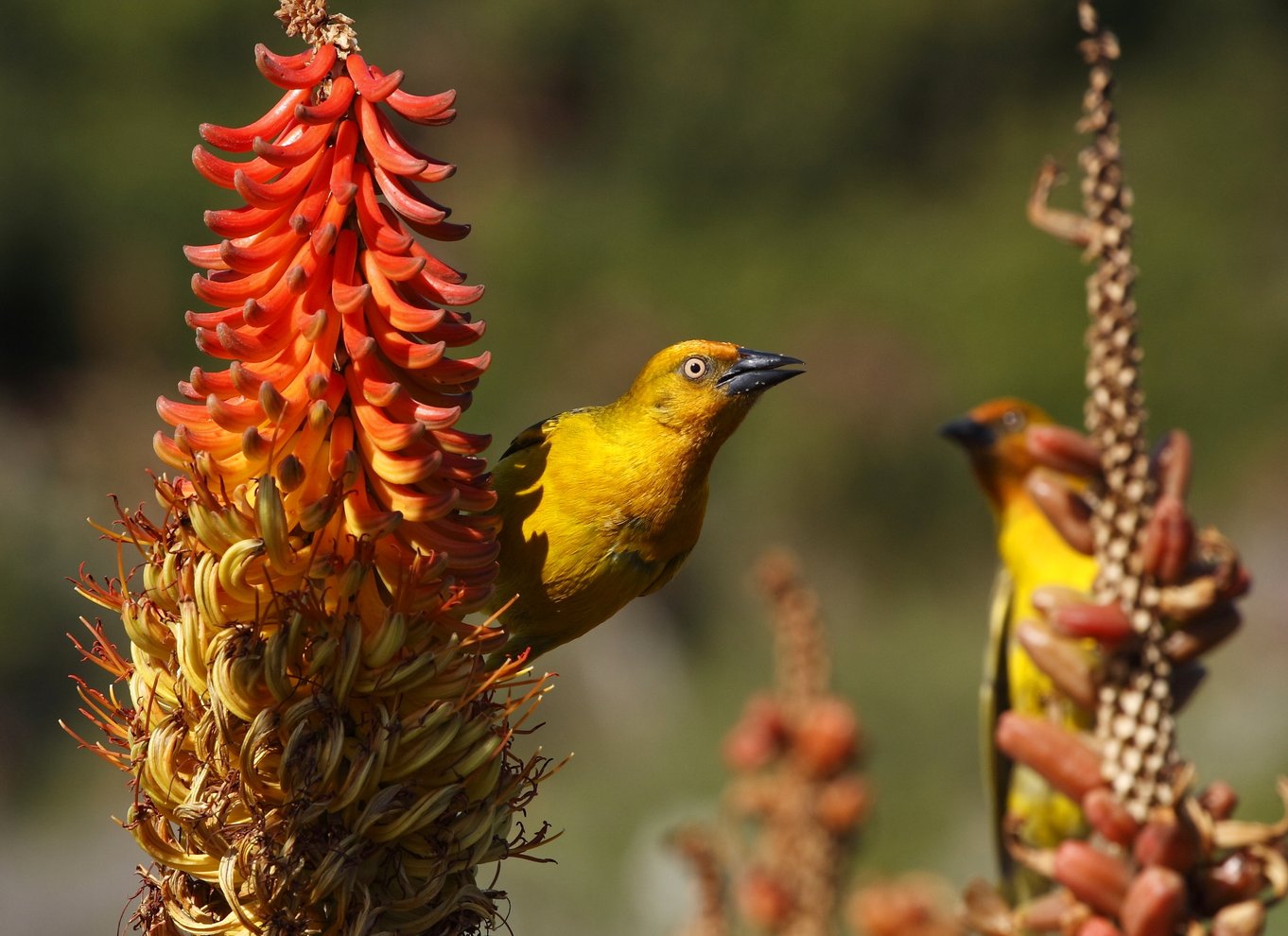 Port Elizabeth: Byrundvisning og dyrelivssafari i 4x4