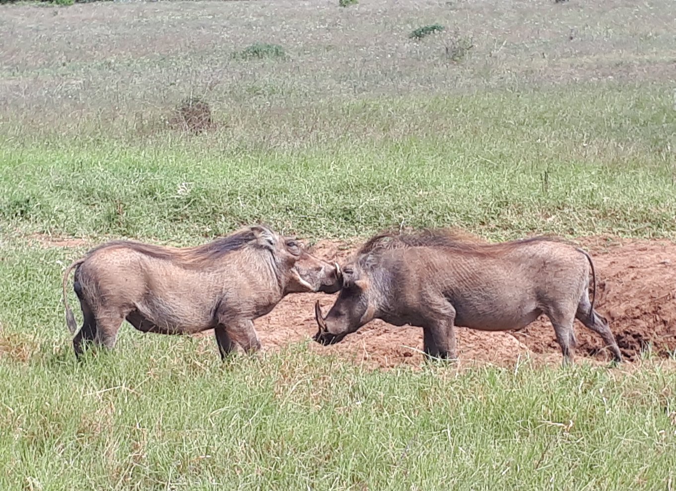 Port Elizabeth: Byrundvisning og dyrelivssafari i 4x4