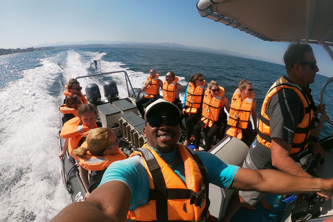 Plettenberg Bay: Seal Colony Viewing Excursion