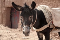 Von Ouarzazate, Zagora und Draa Tal Tagestour - Hizvo