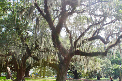 New Orleans: Scenisk cykeltur i staden