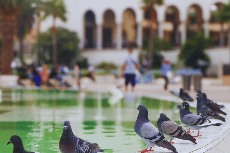 Shared Transfer from Marrakech to Fes via Casablanca & Rabat