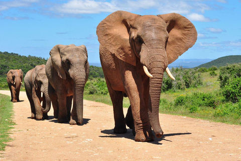 Halve dag Hluhluwe Imfolozi wildreservaat vanuit Richards Bay