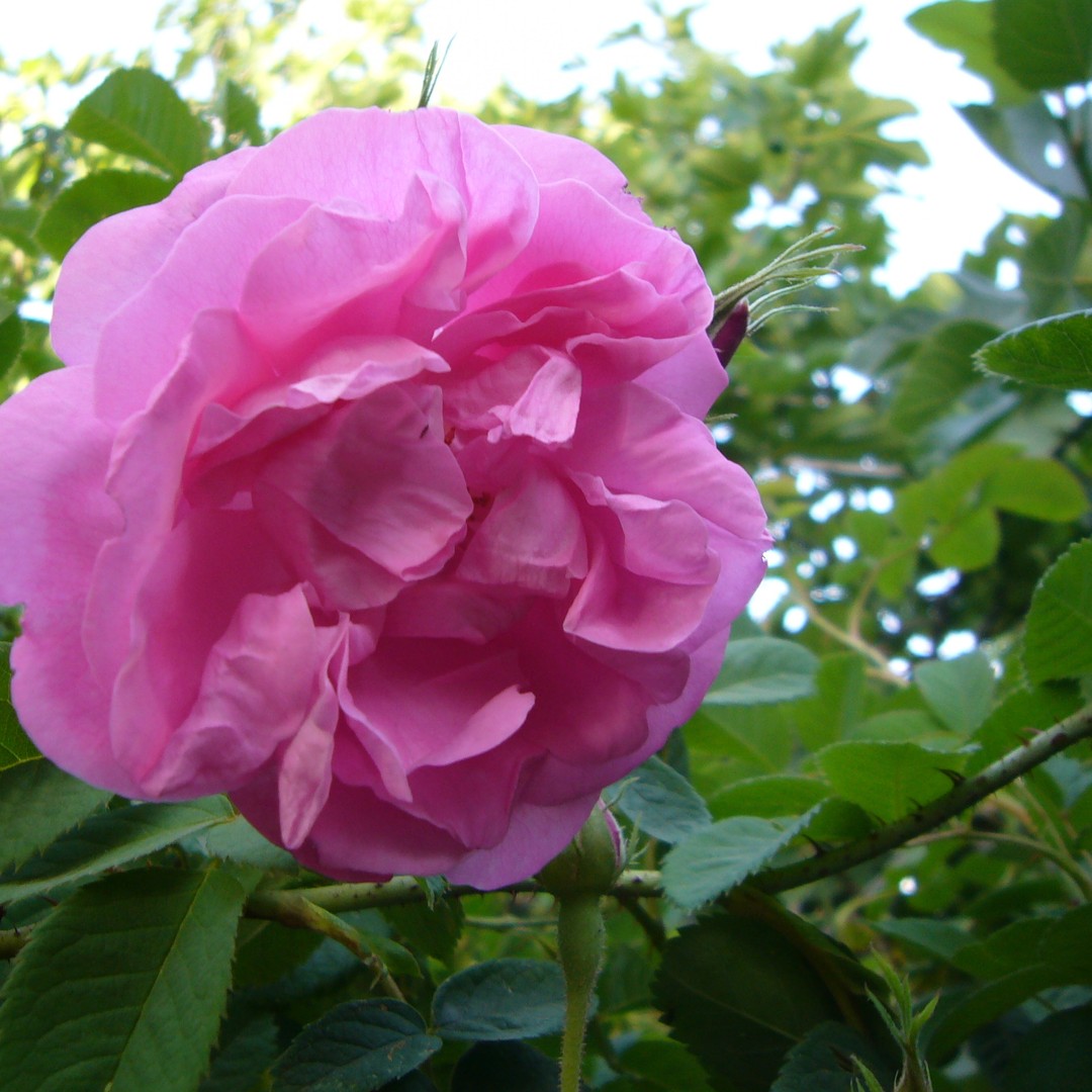 Au départ de Ouarzazate : Circuit des Gorges du Todra et des 1000 Casbahs par la route