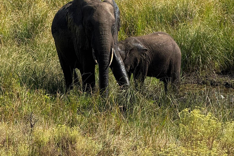 Maputo National Reserve Park Safari Excursion