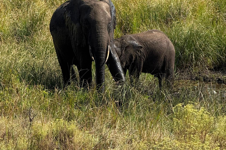Maputo National Reserve Park Safari Excursion