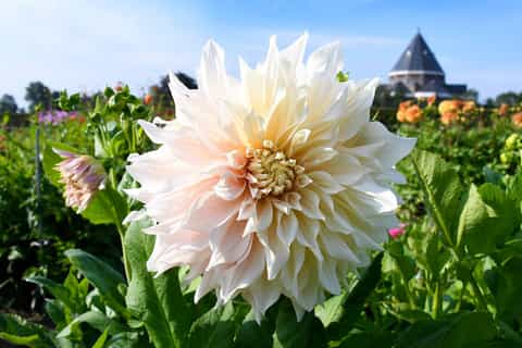 lisse driveityourself dahlia flower gps audio tour