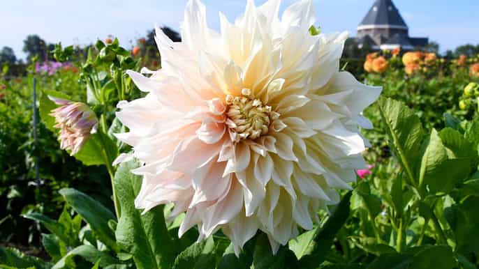 lisse driveityourself dahlia flower gps audio tour