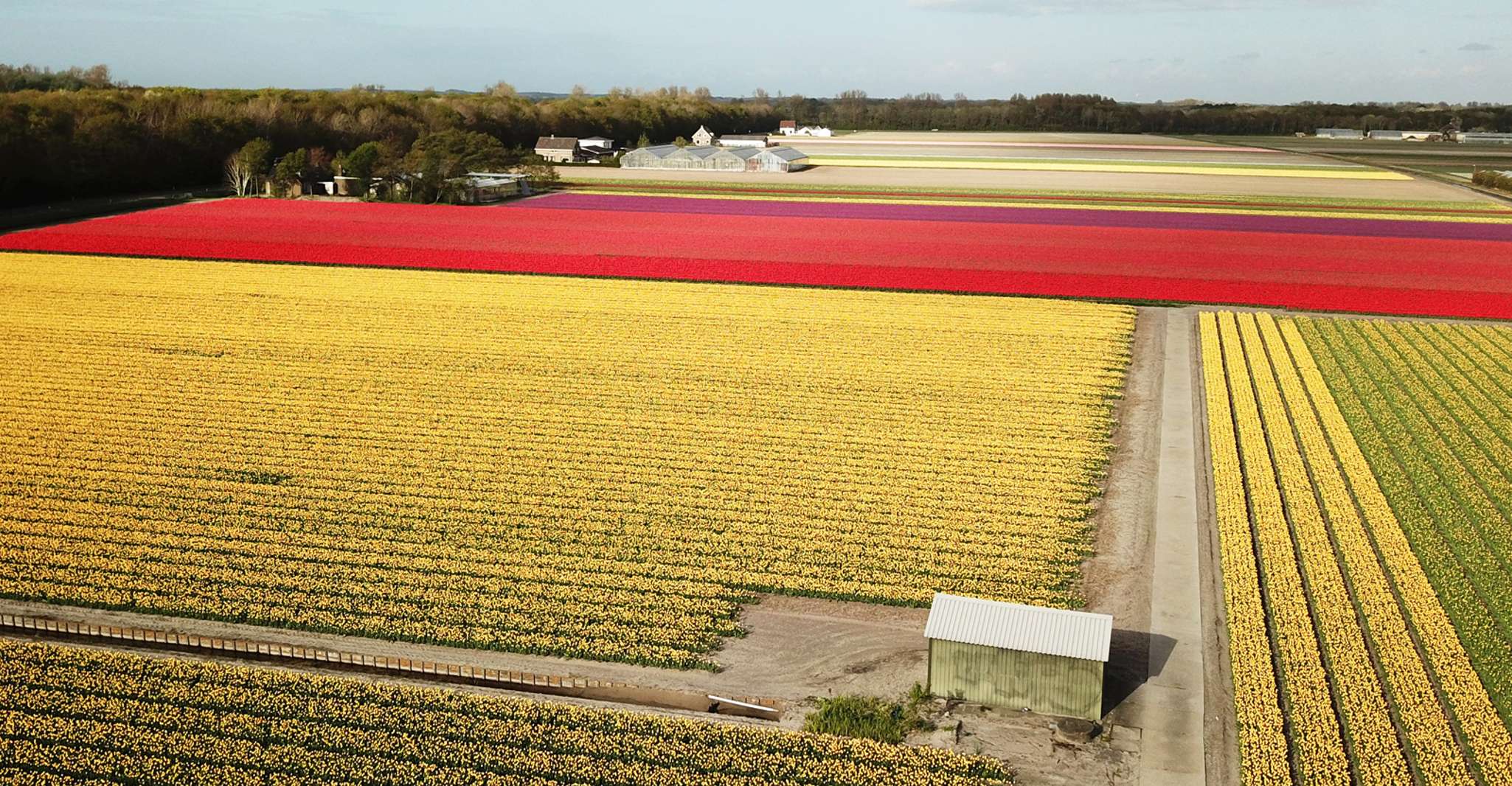 Lisse, Self-Guided Tulip Fields GPS Audio Tour - Housity