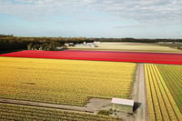 Lisse, Self-Guided Tulip Fields GPS Audio Tour - Housity