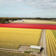 Lisse: tour de audio con GPS de los campos de tulipanes en coche