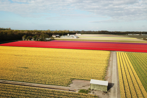 Lisse: Visite audio GPS des champs de tulipes en voiture