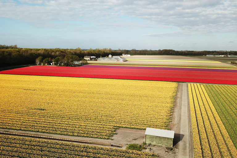 Lisse: Drive-it-Yourself Tulip Fields GPS Audio Tour