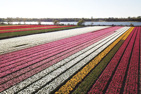 Ab Lisse: GPS-Audioguide-Tour Tulpenfelder für Selbstfahrer