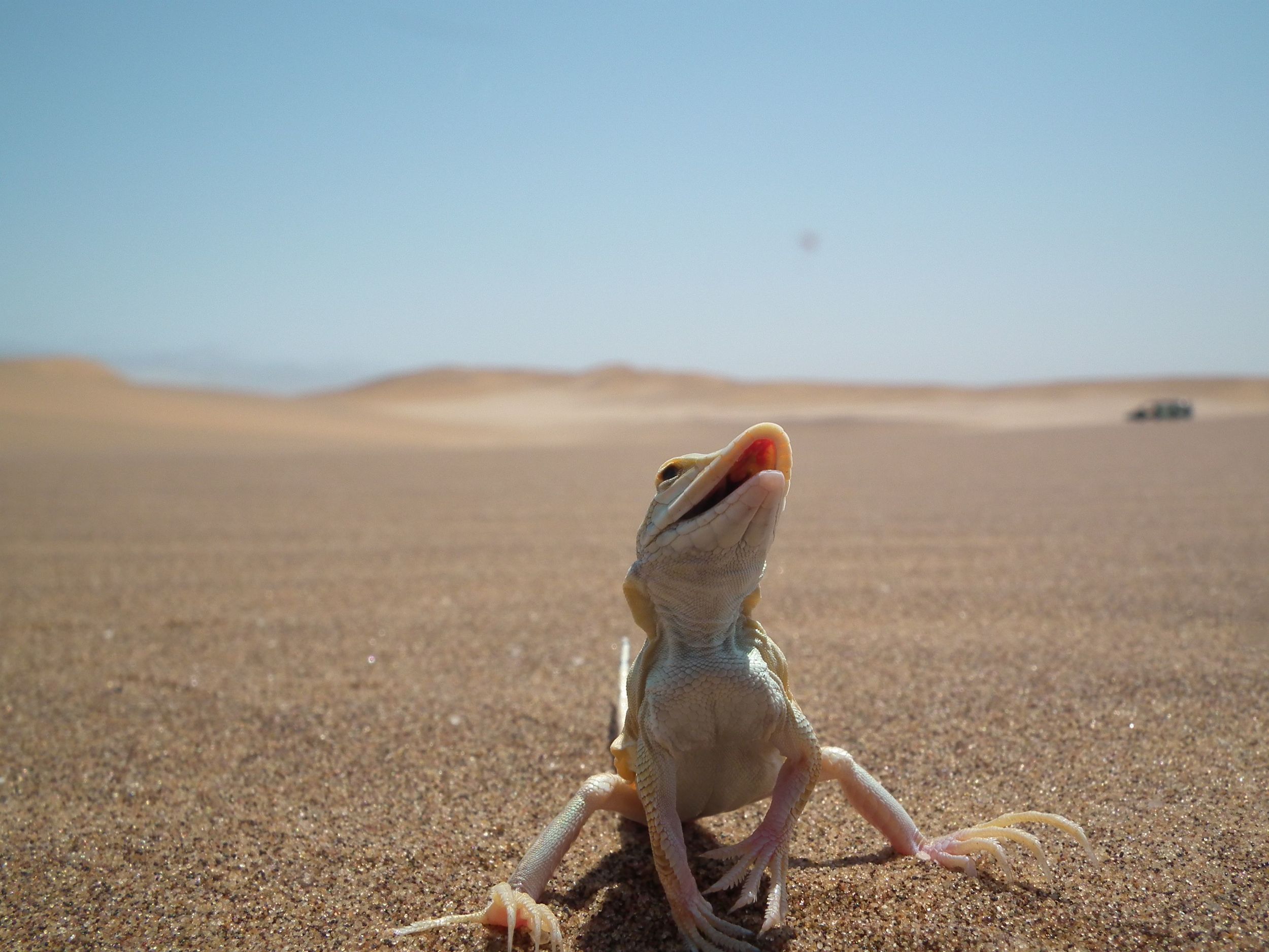 Von Swakopmund aus: Lebendige Dünen erleben