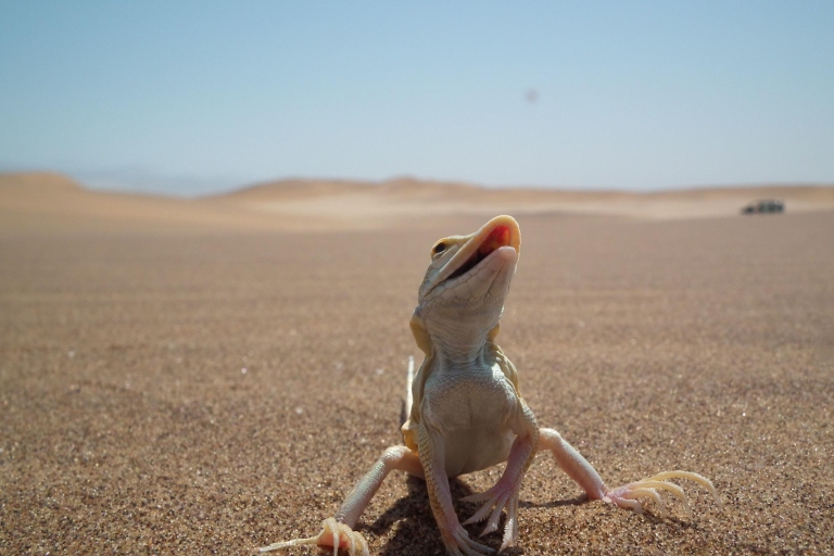 De Swakopmund: Vivir la experiencia de las dunas