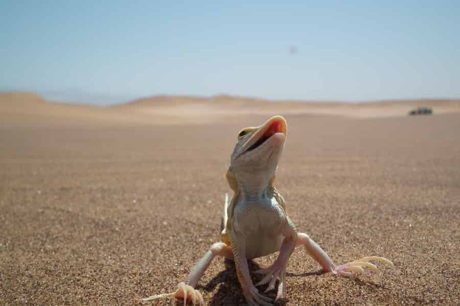 Von Swakopmund aus: Lebendige Dünen erleben. Foto: GetYourGuide Von Swakopmund aus: Lebendige Dünen erleben. Foto: GetYourGuide