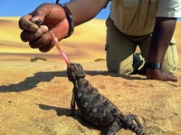 From Swakopmund, Living Dunes Experience - Housity