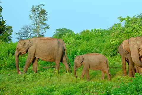 From Negombo: Udawalawa National Park Wildlife Safari