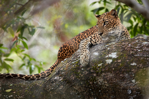 Wilpattu National Park Safari Tour from Colombo