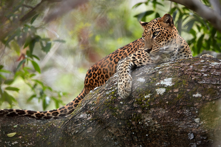 Wilpattu National Park Safari Tour from Colombo