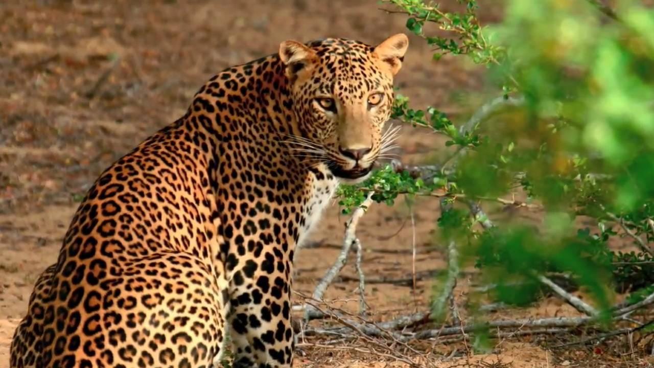 Von Negombo aus: Wilpattu National Park Safari Guided Day Tour
