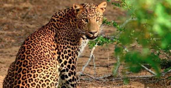 Von Negombo aus: Wilpattu National Park Safari Guided Day Tour