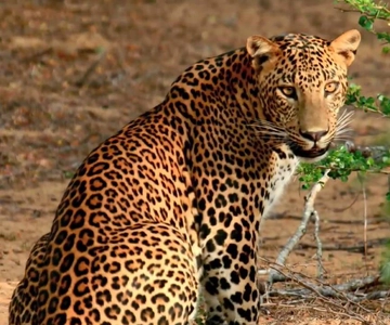 Vanuit Negombo: Wilpattu National Park safari dagtocht met gids